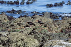 Impressive African Black Oystercatcher on the South African Coast