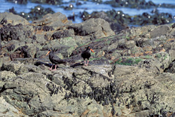 Fascinating African Black Oystercatcher in South Africa