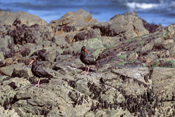 Discover the Fascinating African Black Oystercatcher in South Africa
