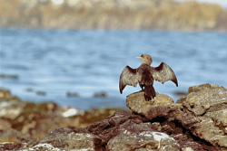 Coastal Shags