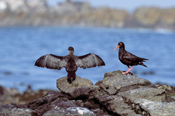 Fascinating African Black Oystercatcher along the coast of South Africa
