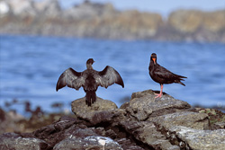 Discover the Enchanting African Black Oystercatcher in South Africa