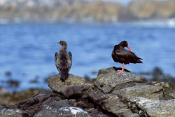 Fascinating capture of the rare African Black Oystercatcher in South Africa