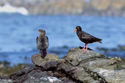 Fascinating African Black Oystercatcher in South Africa - Endangered Bird Species