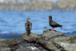 Witness Rare African Black Oystercatcher and Bank Cormorant in South Africa
