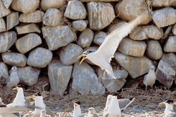 Swift tern before the stone wall - An elegant seabird on the coast of South Africa