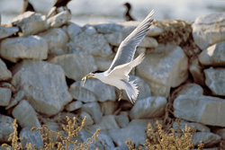 Fascinating Swift tern with fish near Dyer Island, South Africa