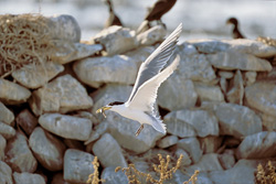 Fascinating Flight Skills of the Swift Tern over Dyer Island, South Africa