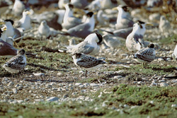 Experience the Fascinating World of the Swift Tern Colony in South Africa