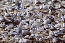 Discover the Fascinating Swift Tern Colony off the Coast of South Africa