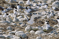 Swift tern - Gracefully feeding its chick near the coast of South Africa