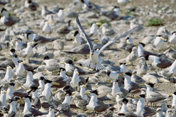 Witness the Majestic Swift Terns on the Coast of South Africa