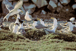 Fascinating Swift Tern Colony on Dyer Island off the Coast of South Africa