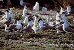 Fascinating Swift Tern Colony on the Coast of South Africa