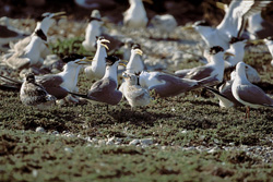 Observing the Graceful Swift Terns in Their Natural Habitat