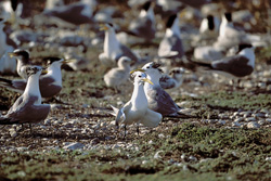 Enchanting Swift Tern Colony off the Coast of South Africa