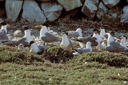 Fascinating Swift Tern Colony on Dyer Island, South Africa