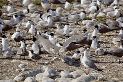 Fascinating Swift Terns Searching for Food in South Africa