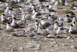 Witness the Fascinating Swift Tern Colony off the Coast of South Africa