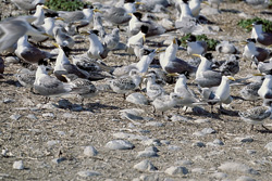 Swift Terns - Graceful Birds on Dyer Island