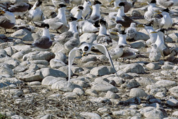 Majestic Swift Terns Hunting for Food Along the Coast of South Africa