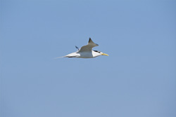 Graceful Swift Tern foraging near Dyer Island in South Africa