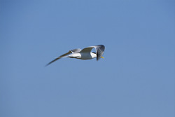 The elegant swift tern foraging in coastal waters