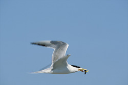 Swift tern returns with prey and searches for food in coastal waters