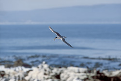 The Swift tern hunting for food near the coast