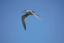 Graceful Swift Tern in Flight with a Fish in its Beak