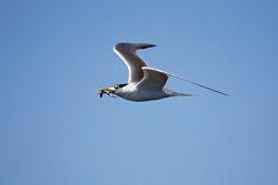 Graceful Swift Tern Searching for Food in Coastal Waters