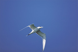 Experience the grace of the majestic Swift tern in its natural habitat