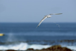Swift tern foraging in the waters off Dyer Island