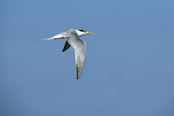 Graceful Swift Tern soaring above the sea in search of food