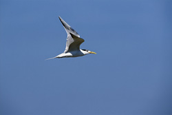 Fascinating swift tern (Sterna bergii) returns to Dyer Island