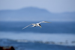Graceful swift tern searching for food in coastal waters