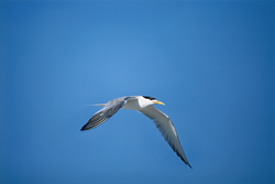 The graceful Swift tern on Dyer Island in South Africa