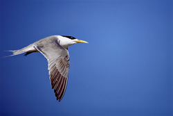 Common Tern