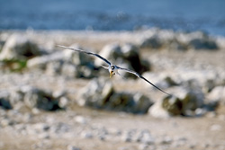 Graceful swift tern on the hunt for food near the coast over Dyer Island