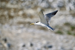 Witness the Elegant Flight of the Swift Tern on Dyer Island