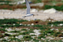 Experience the grace of the Swift tern while hunting in the coastal waters of Dyer Island.