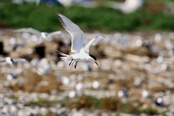 Graceful swift tern landing elegantly off the coast of South Africa