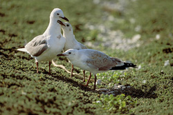 Hartlaub's Gulls - Elegance and Beauty on Dyer Island