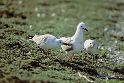 Fascinating Hartlaub's Gull with Young Birds near Dyer Island, South Africa