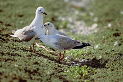 Majestic Hartlaub's Gull with its Adorable Juveniles on Dyer Island