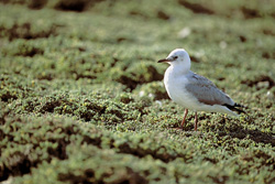 Photograph of a Majestic Hartlaub´s Gull in its Natural Habitat