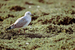 Captivating Hartlaub's Gull on Plant Carpet in South Africa