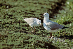 Fascinating Hartlaub's Gull with Young Gull in the breathtaking landscape of Dyer Island, South Africa