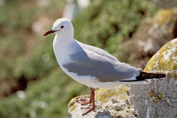 Fascinating Hartlaub's Gull in the Picturesque Setting of Dyer Island