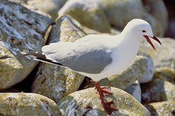 Graceful Hartlaub's Gull in its Natural Habitat on Dyer Island in South Africa